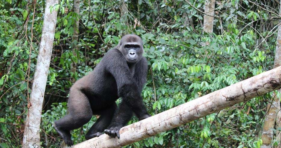 Wild western lowland gorilla Djongo at The Aspinall Foundation's gorilla release project in Gabon
