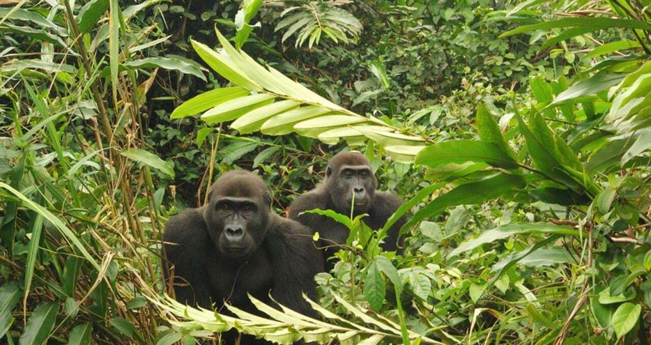 Western lowland gorillas, Djalta and Ima, living wild in Gabon, Africa in The Aspinall Foundation's protected release project