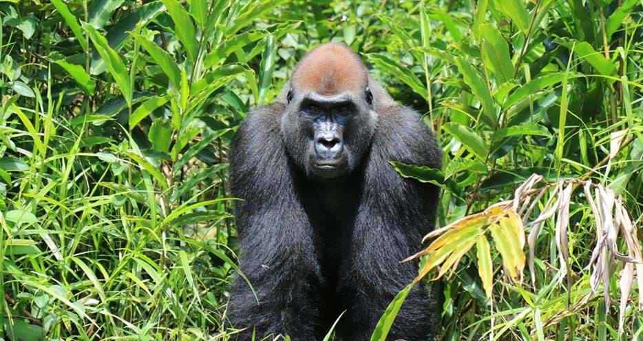 Western lowland gorilla, Boumango living wild in Gabon, Africa in The Aspinall Foundation's protected release project