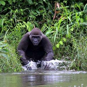 Western lowland gorilla, Belinga living wild in Gabon, Africa in The Aspinall Foundation's protected release project