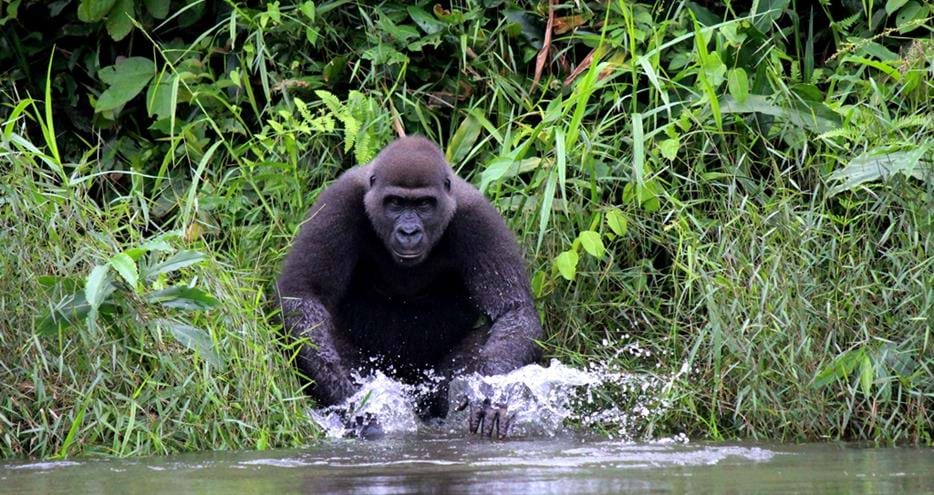 Western lowland gorilla, Belinga living wild in Gabon, Africa in The Aspinall Foundation's protected release project