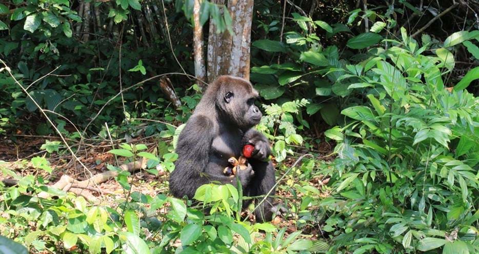 Western lowland gorilla, Djongo living wild in Gabon, Africa in The Aspinall Foundation's protected release project