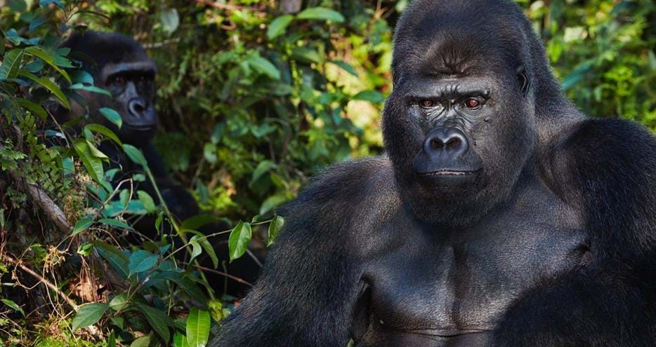 Western lowland gorillas Djala and Djongo. Photo copyright Tim Flach