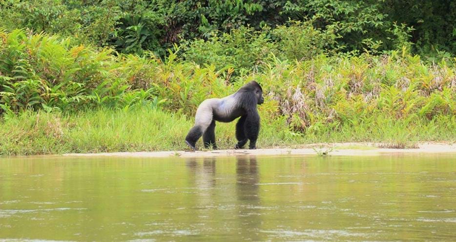 Western lowland gorilla, Djala living wild in Gabon, Africa in The Aspinall Foundation's protected release project