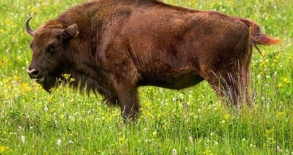 European bison released in Romania by The Aspinall Foundation conservation charity