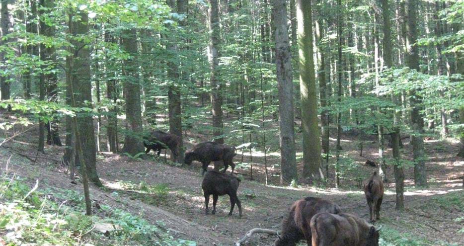 European bison released in Romania by The Aspinall Foundation conservation charity