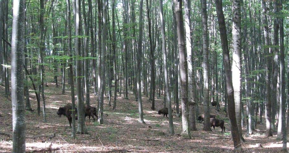 European bison released in Romania by The Aspinall Foundation conservation charity