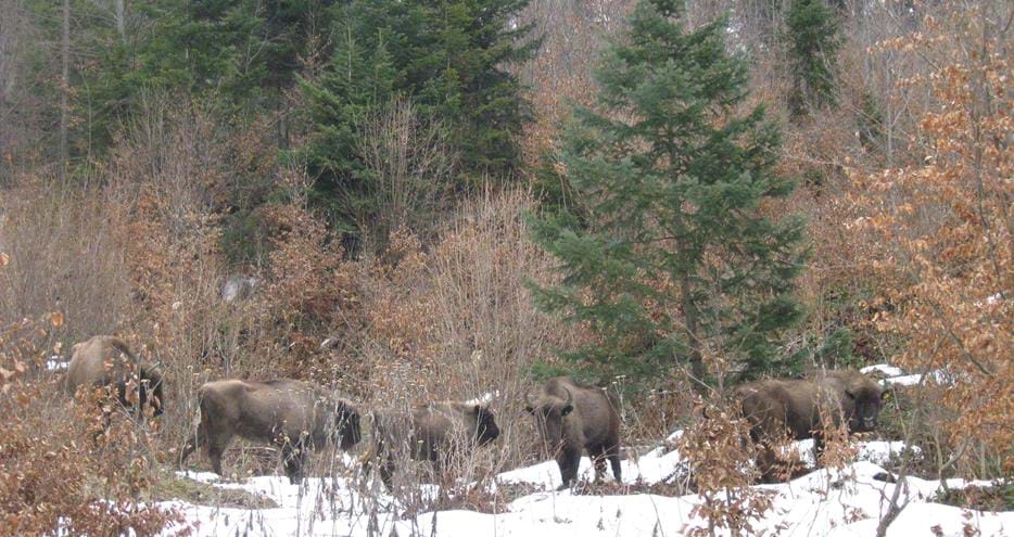 European bison released in Romania by The Aspinall Foundation conservation charity