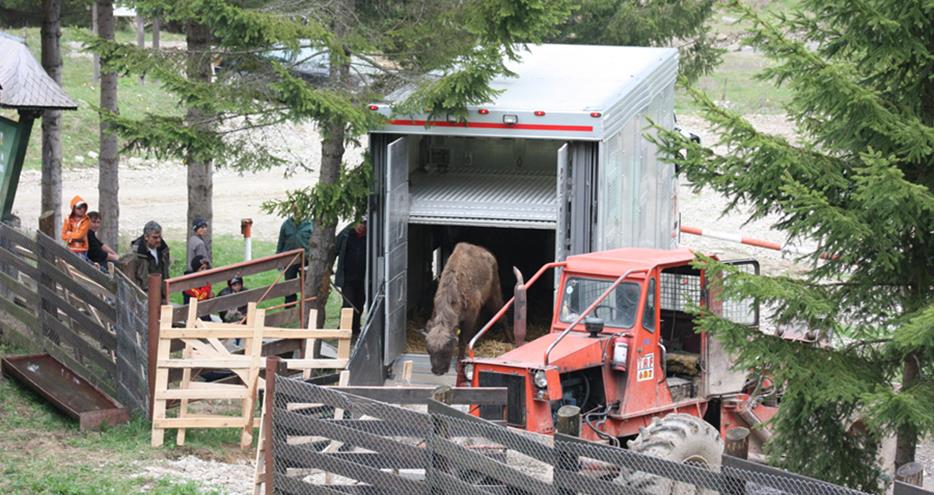 European bison released in Vanatori Neamt National Park, Romania by The Aspinall Foundation conservation charity