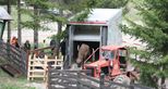European bison released in Vanatori Neamt National Park, Romania by The Aspinall Foundation conservation charity