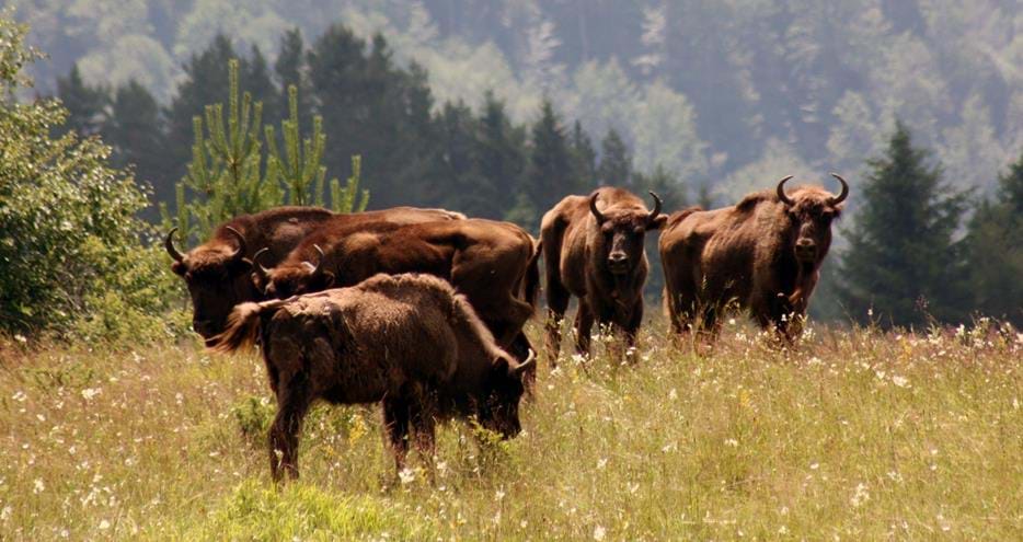 European Bison from Port Lympne Reserve released in Romania