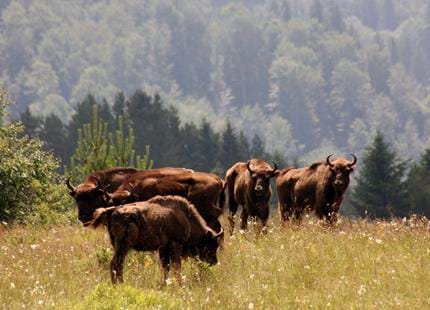 European Bison from Port Lympne Reserve released in Romania