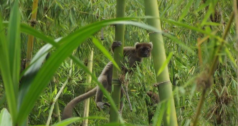 Wild greater bamboo lemur at The Aspinall Foundation's Madagascar primate project