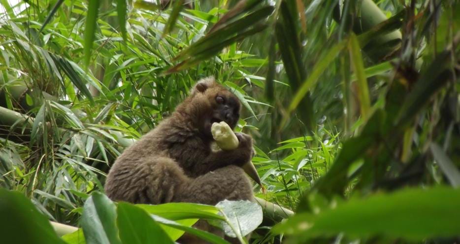 Wild greater bamboo lemur at The Aspinall Foundation's Madagascar primate project