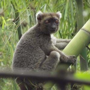 Wild greater bamboo lemur at The Aspinall Foundation's Madagascar primate project 