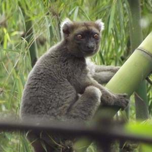 Wild greater bamboo lemur at The Aspinall Foundation's Madagascar primate project