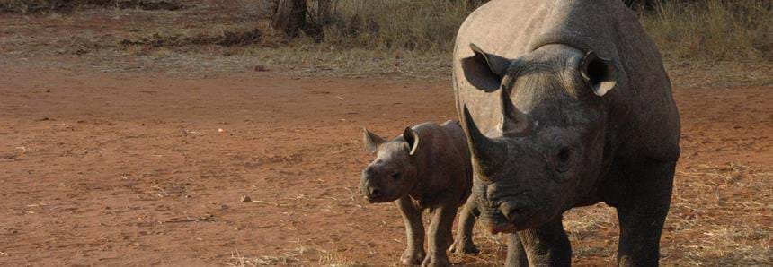 Wild eastern black rhino and calf in The Aspinall Foundation rhino conservation project in Tanzania