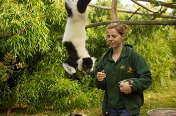Animal Internships