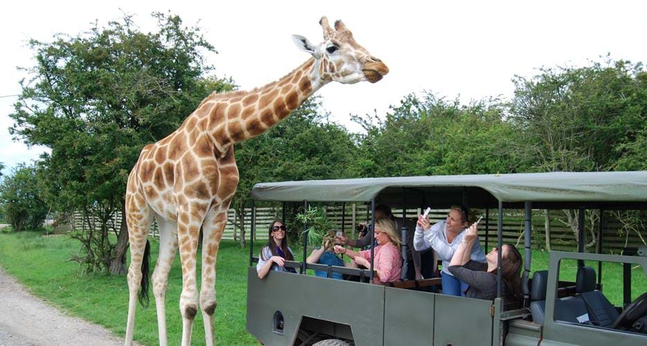 safari park kent reviews