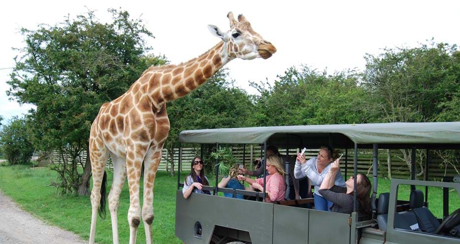 Giraffe Safari at Port Lympne Hotel & Reserve in Kent