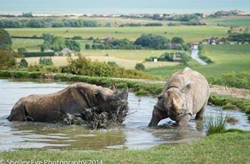 The Port Lympne Black Rhino Herd