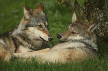 Kago & Nushka the European Grey Wolf
