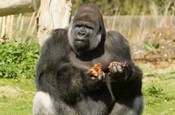 Ambam the Gorilla