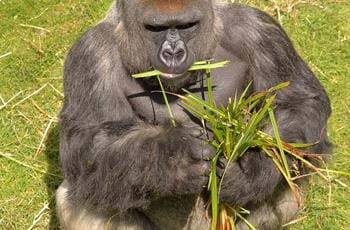 Kouillou the Gorilla