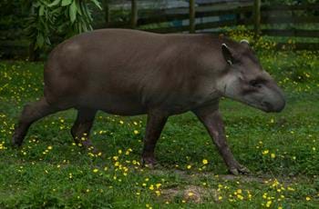 Brazilian Tapir