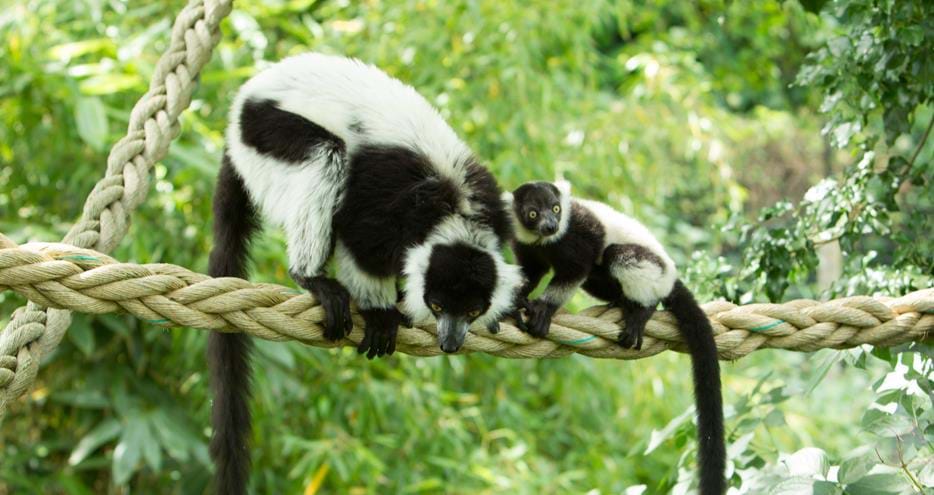 Black & White Ruffed Lemurs at Howletts Wild Animal Park in Kent
