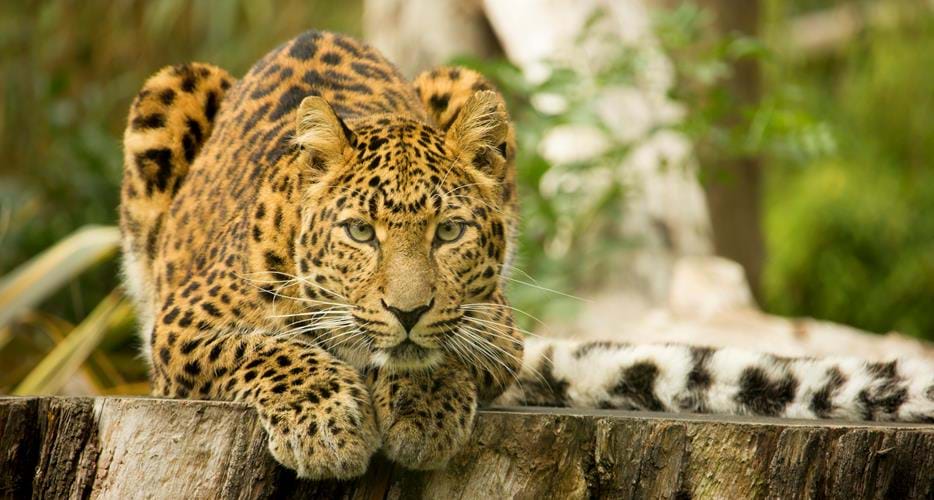 Northern Chinese Leopards Conservation At Howletts The Aspinall Foundation