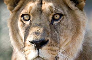 Suliman the Lion