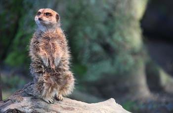 The Meerkat Family