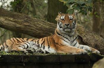 Tugar the Tiger