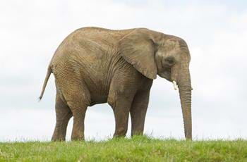 Jara the Elephant