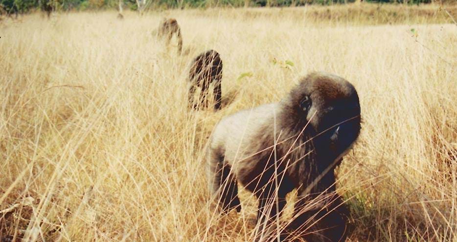 Wild gorillas. Photo copyright The Aspinall Foundation