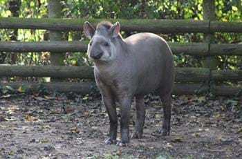 Tommy the Tapir