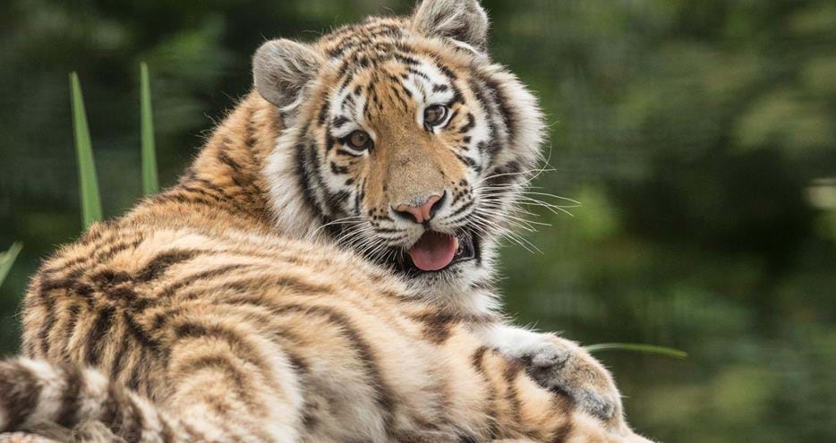 Siberian or Amur Tiger, Arina at Howletts Wild Animal Park in Kent