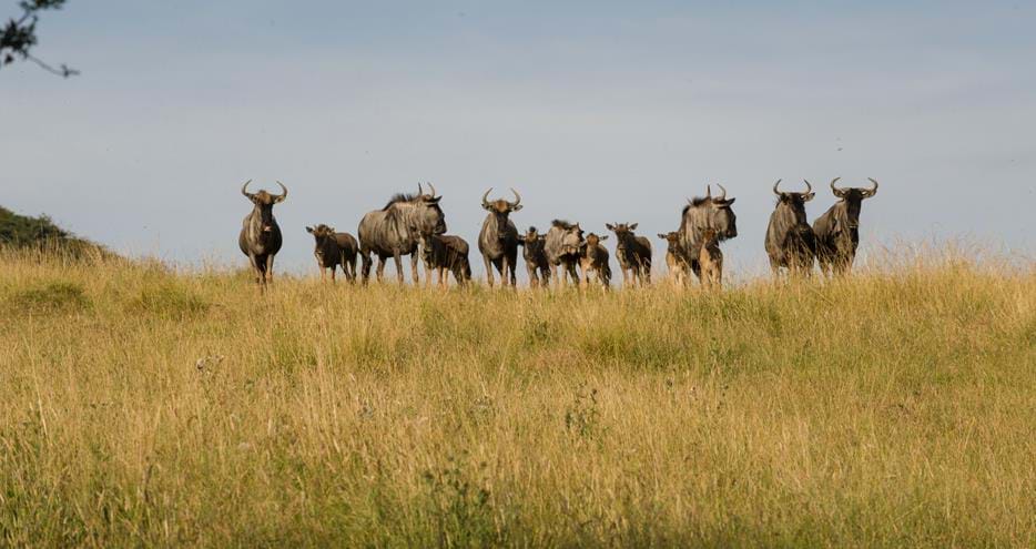 Wildebeest on The African Experience Safari at Port Lympne Hotel & Reserve in Kent