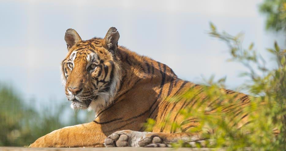Indian tiger at Port Lympne Hotel & Reserve in Kent, UK