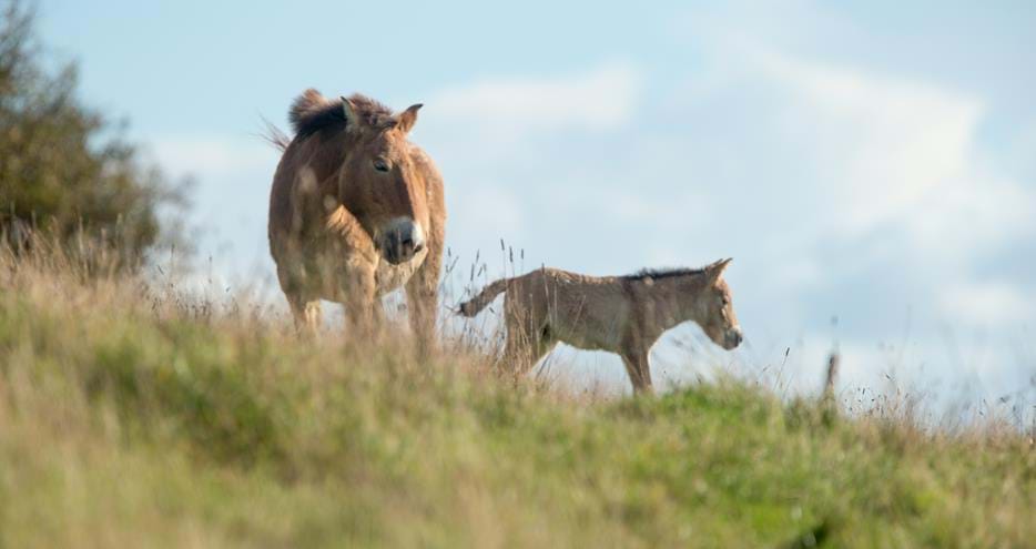 Przewalski Horses at Port Lympne Hotel & Reserve in Kent