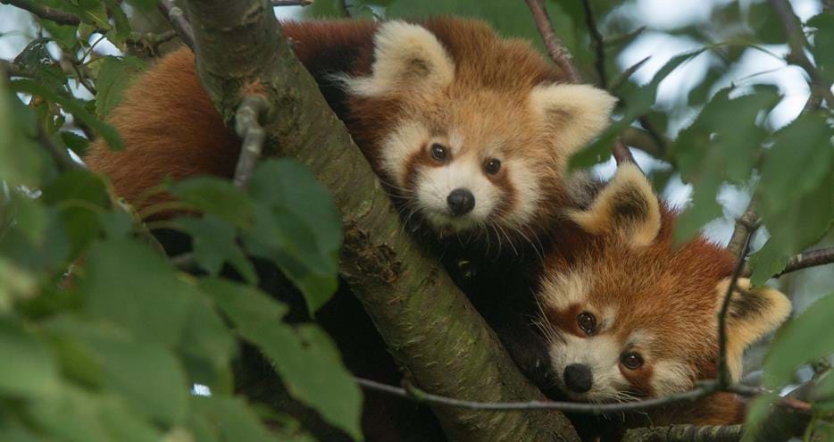 Red Pandas at Port Lympne Hotel & Reserve in Kent