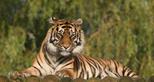 Dave Rolfe tiger tongue Port Lympne.jpg