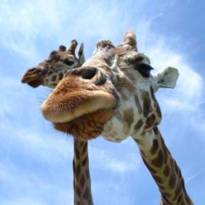 Giraffe at Port Lympne Hotel & Reserve in Kent