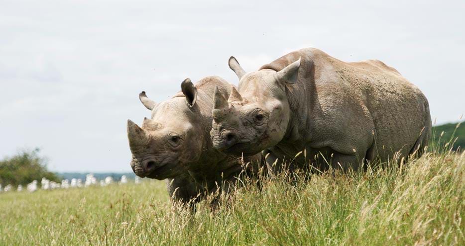 Black rhinos at Port Lympne Hotel and Reserve in Kent. Photo copyright Shelley Kettle.