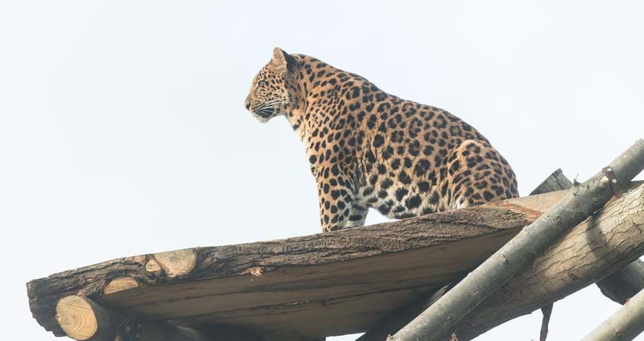 North Chinese leopard enjoys the view in the open top enclosure at Howletts Wild Animal Park in Kent