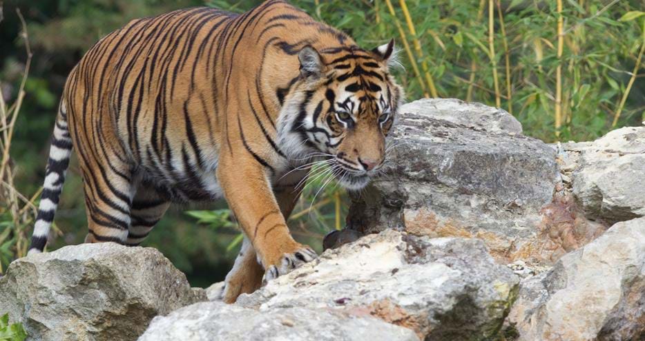Sumatran Tiger at Howletts Wild Animal Park in Kent