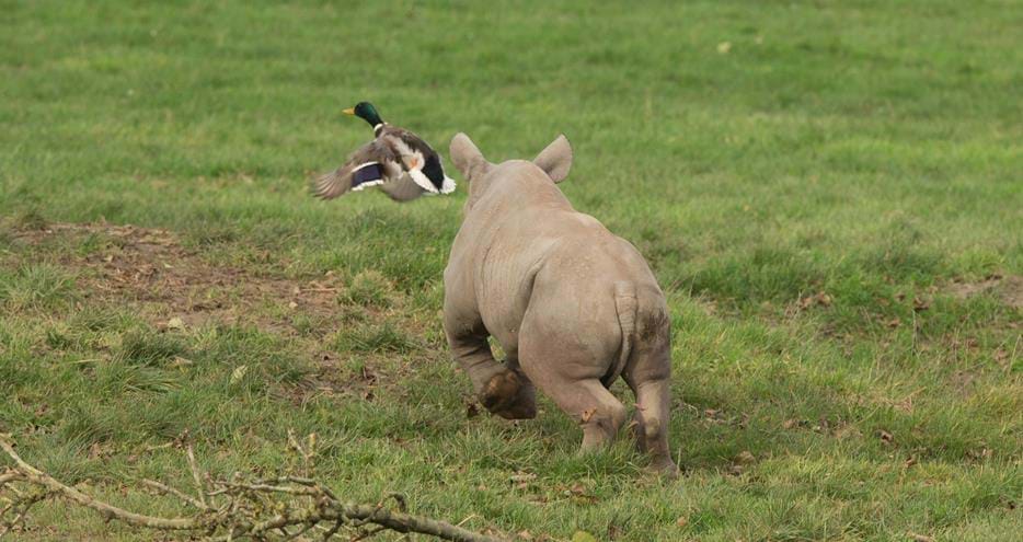 Curious Eastern black rhino calf chases a duck at Howletts Wild Animal Park in Kent
