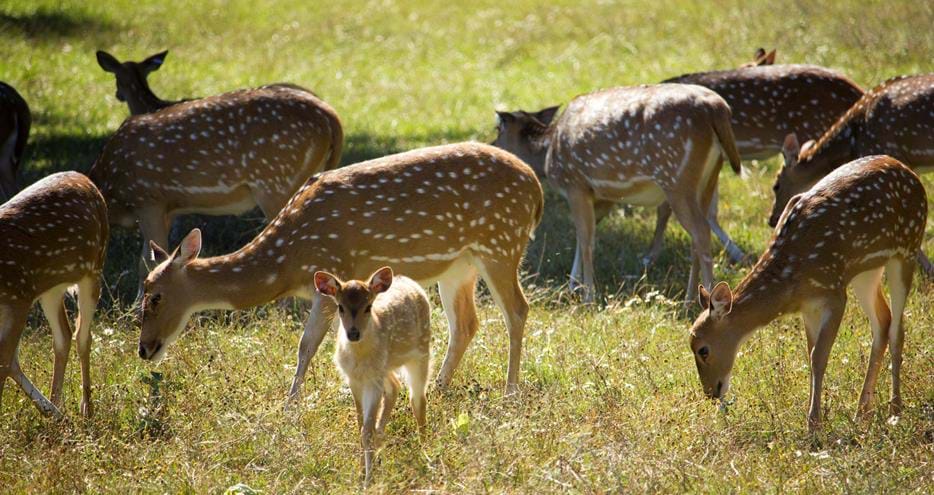 Axis deer at Howletts Wild Animal Park in Kent