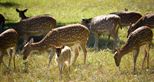 Axis deer at Howletts Wild Animal Park in Kent